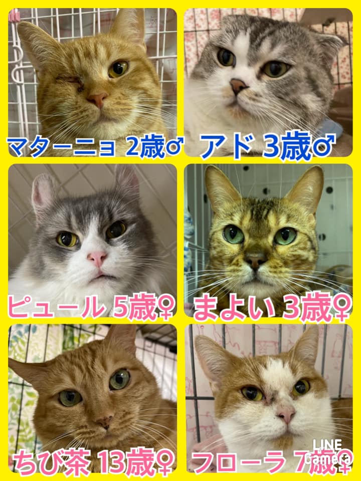 🐾今日の里親様募集中ニャンコ🐱メンバーです🐾2021,3,5